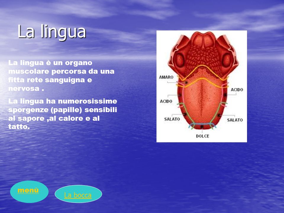 La lingua La lingua è un organo muscolare percorsa da una fitta rete sanguigna e nervosa .