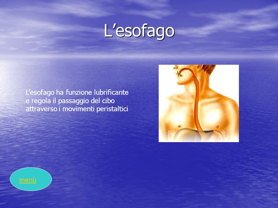 L’esofago L’esofago ha funzione lubrificante e regola il passaggio del cibo attraverso i movimenti peristaltici.