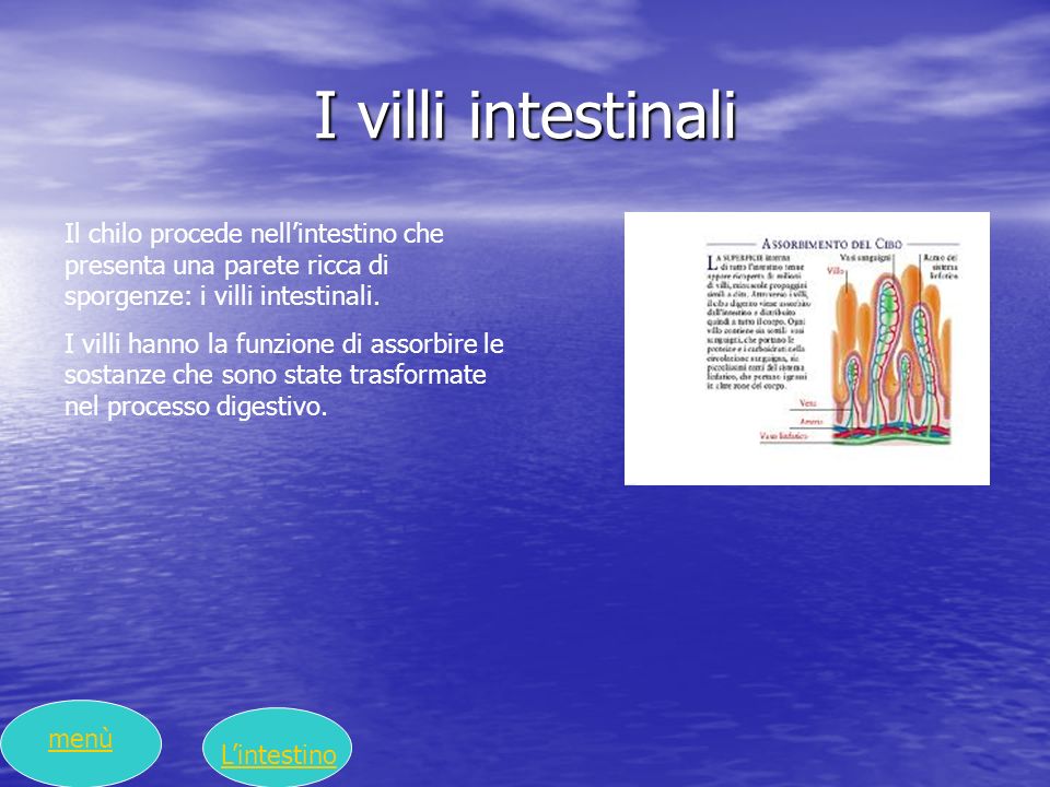 I villi intestinali Il chilo procede nell’intestino che presenta una parete ricca di sporgenze: i villi intestinali.