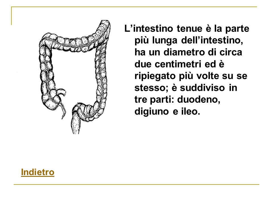 L’intestino tenue è la parte più lunga dell’intestino, ha un diametro di circa due centimetri ed è ripiegato più volte su se stesso; è suddiviso in tre parti: duodeno, digiuno e ileo.