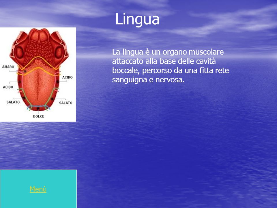 Lingua La lingua è un organo muscolare attaccato alla base delle cavità boccale, percorso da una fitta rete sanguigna e nervosa.