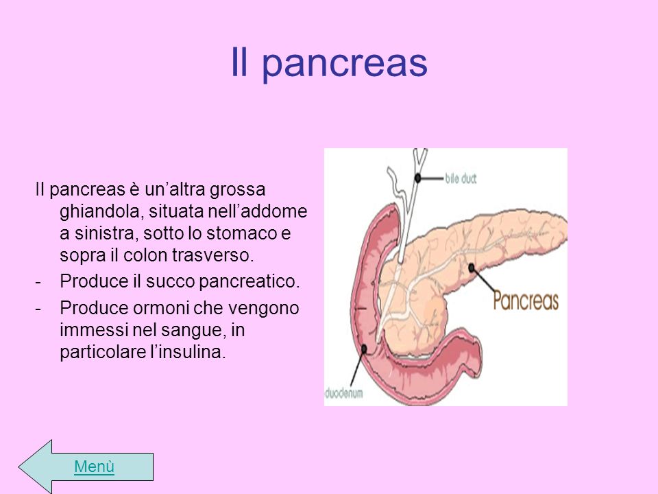 Il pancreas Il pancreas è un’altra grossa ghiandola, situata nell’addome a sinistra, sotto lo stomaco e sopra il colon trasverso.