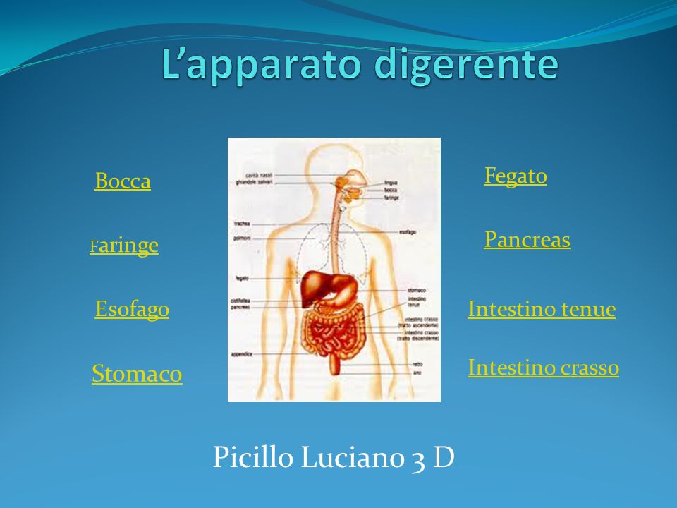 L’apparato digerente Picillo Luciano 3 D Stomaco Fegato Bocca Pancreas