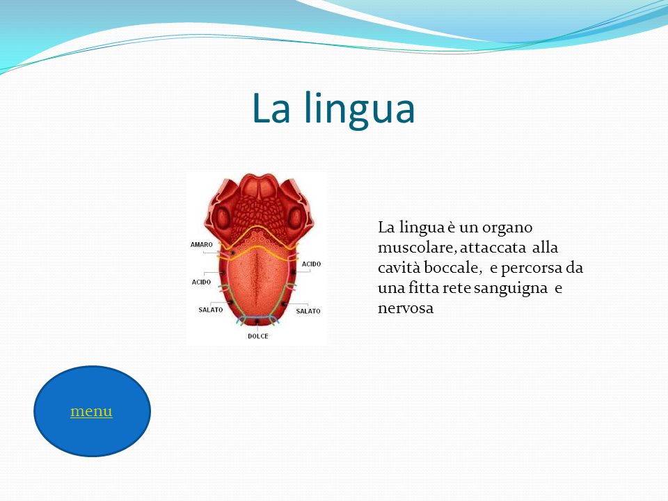 La lingua La lingua è un organo muscolare, attaccata alla cavità boccale, e percorsa da una fitta rete sanguigna e nervosa.