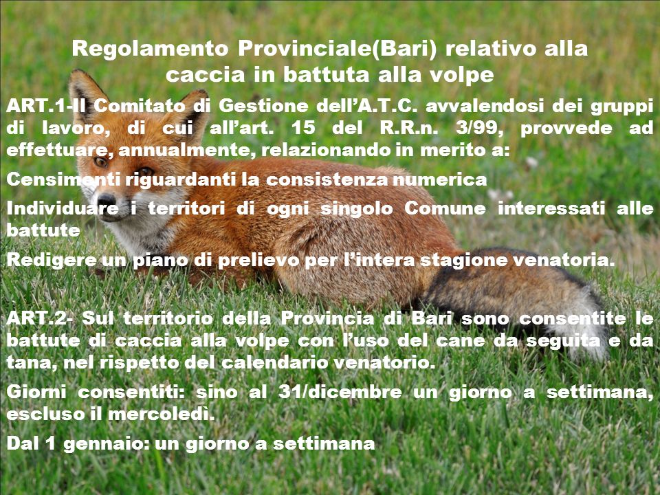 Regolamento Provinciale(Bari) relativo alla caccia in battuta alla volpe