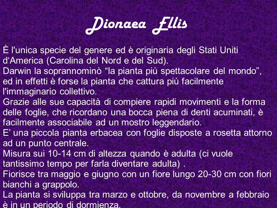 Dionaea Ellis È l unica specie del genere ed è originaria degli Stati Uniti d‘America (Carolina del Nord e del Sud).