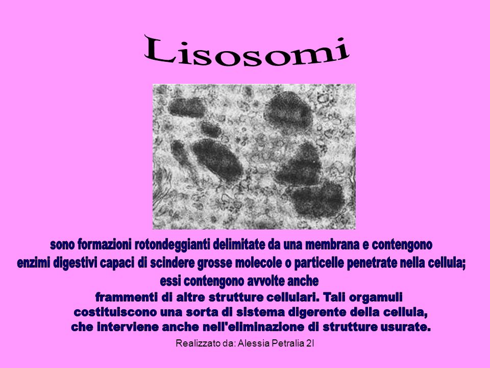 Lisosomi sono formazioni rotondeggianti delimitate da una membrana e contengono.