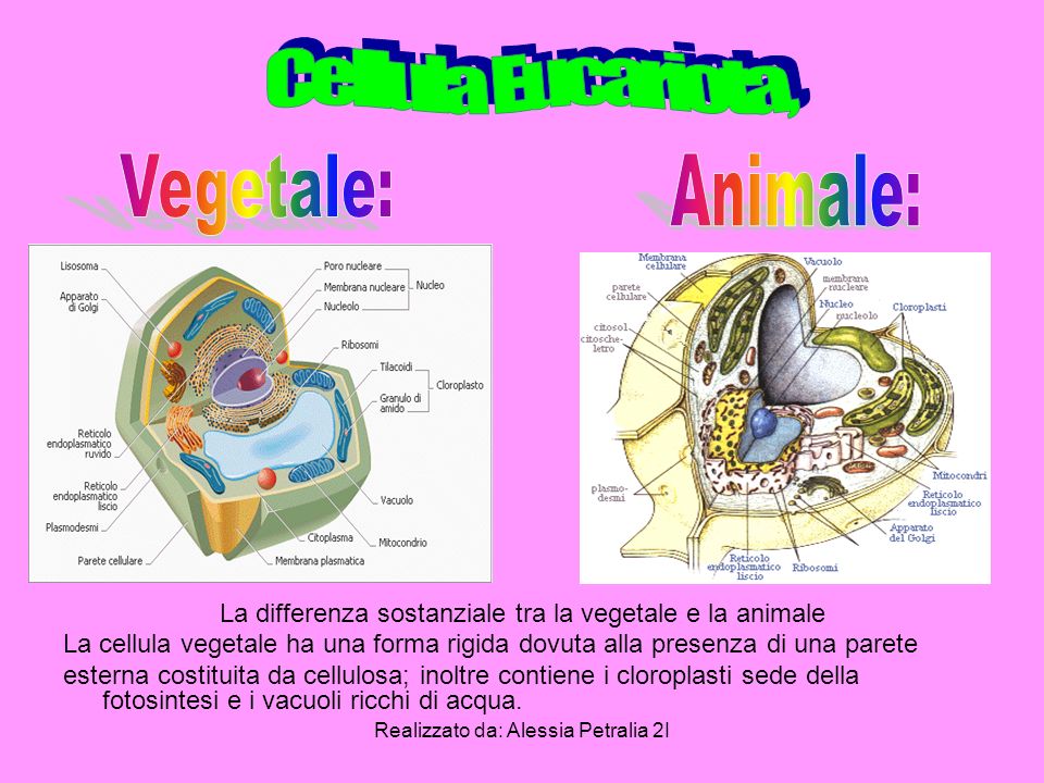 Cellula Eucariota, Vegetale: Animale: