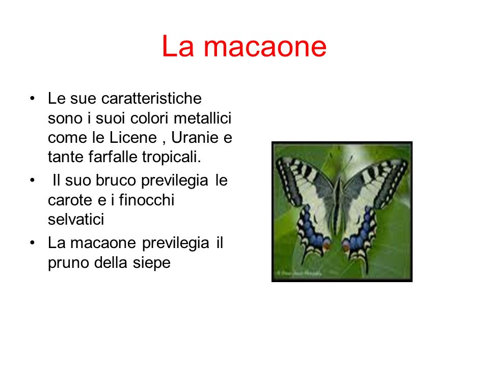 La macaone Le sue caratteristiche sono i suoi colori metallici come le Licene , Uranie e tante farfalle tropicali.