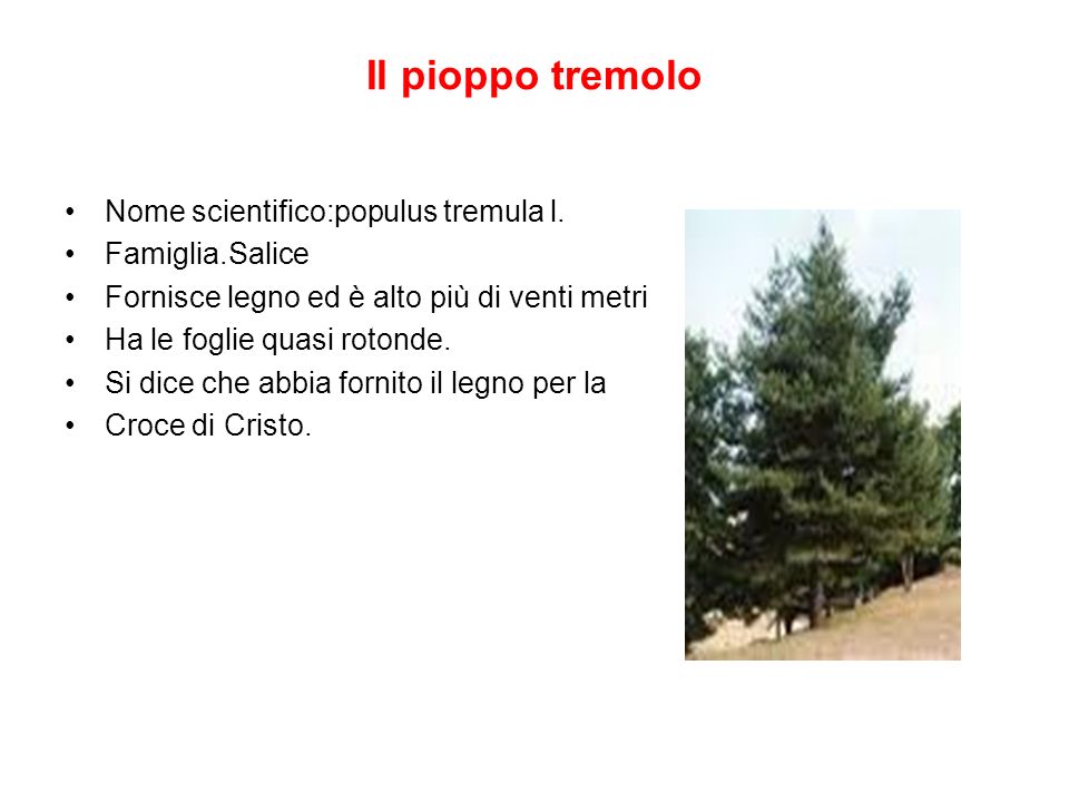 Il pioppo tremolo Nome scientifico:populus tremula l. Famiglia.Salice