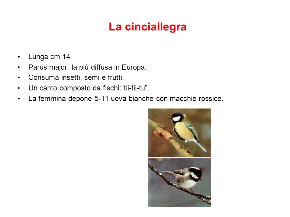 La cinciallegra Lunga cm 14. Parus major: la più diffusa in Europa.