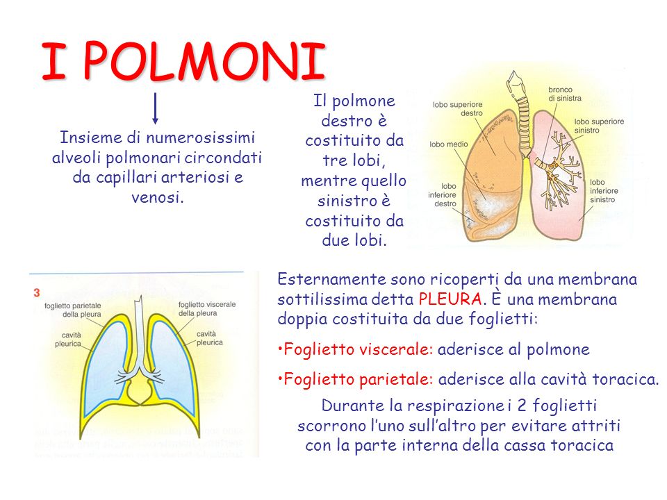 I POLMONI Il polmone destro è costituito da tre lobi, mentre quello sinistro è costituito da due lobi.