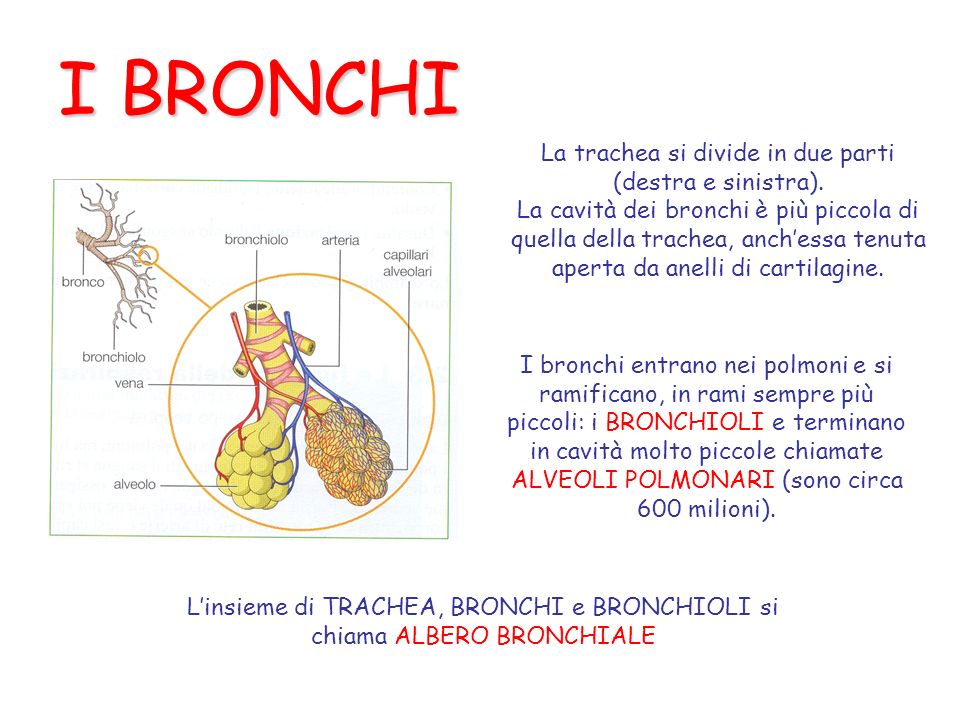 I BRONCHI La trachea si divide in due parti (destra e sinistra).