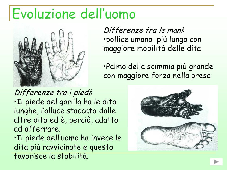 Evoluzione dell’uomo Differenze fra le mani: