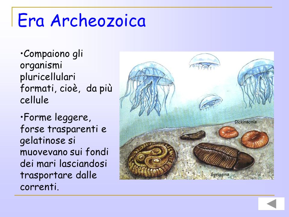 Era Archeozoica Compaiono gli organismi pluricellulari formati, cioè, da più cellule.