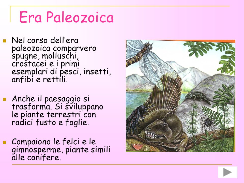 Era Paleozoica Nel corso dell’era paleozoica comparvero spugne, molluschi, crostacei e i primi esemplari di pesci, insetti, anfibi e rettili.