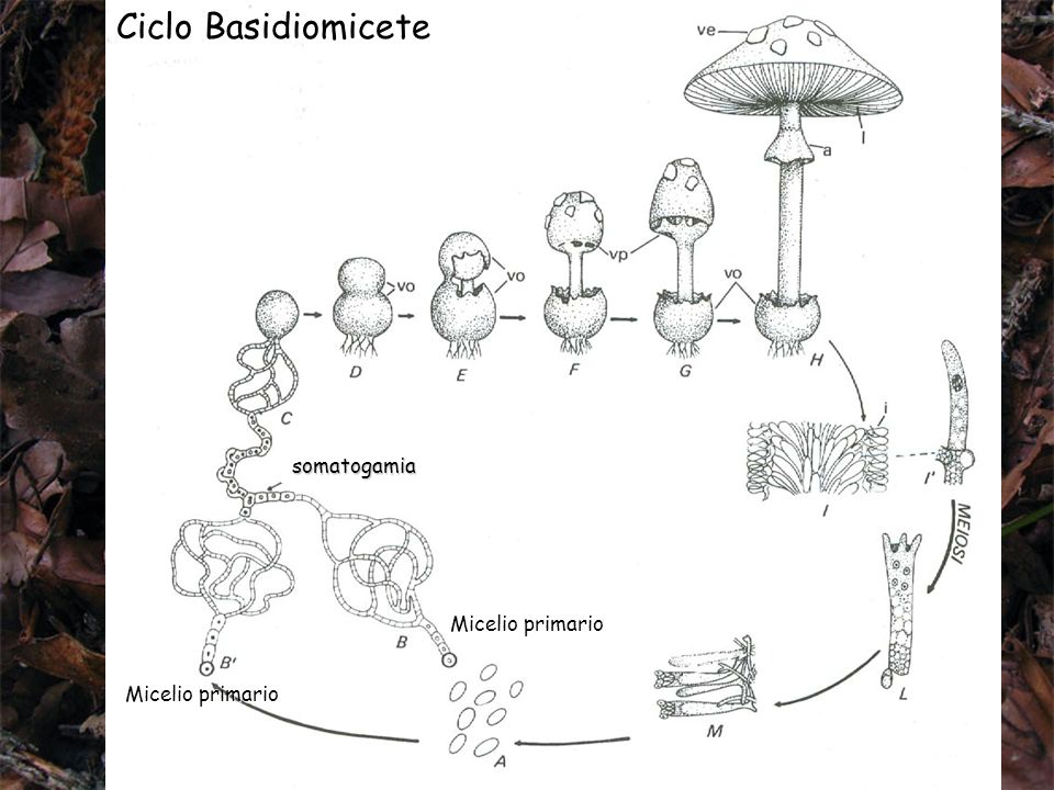 Ciclo Basidiomicete somatogamia Micelio primario Micelio primario