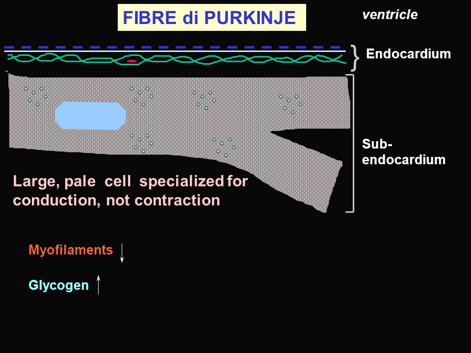 FIBRE di PURKINJE ventricle. } Endocardium. Sub-endocardium. Large, pale cell specialized for conduction, not contraction.