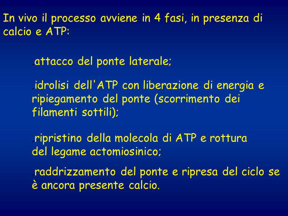In vivo il processo avviene in 4 fasi, in presenza di calcio e ATP: