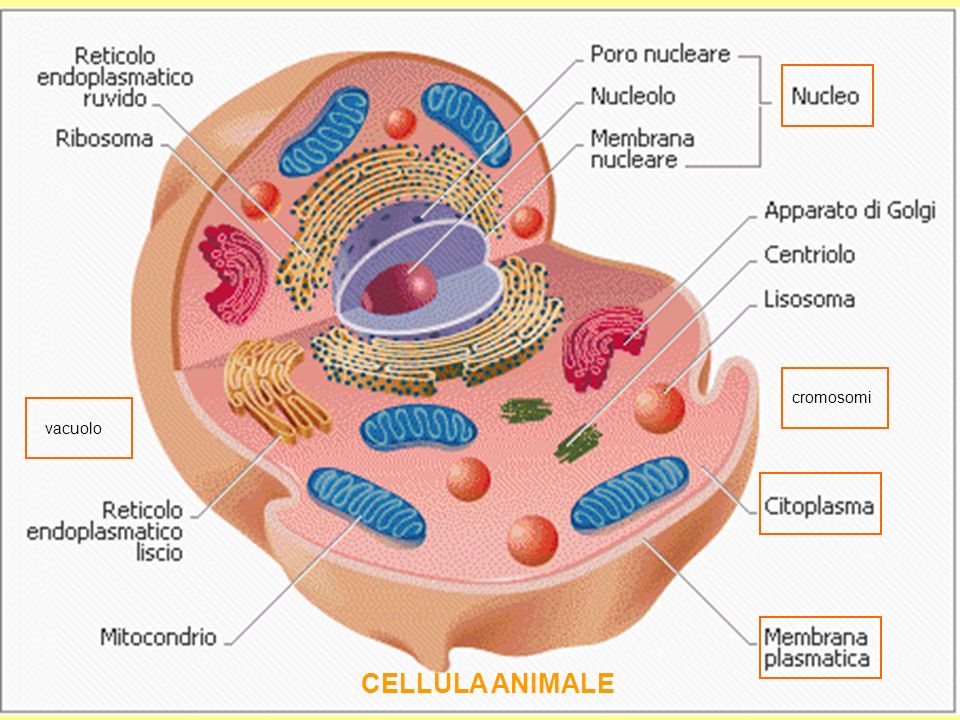 cromosomi vacuolo CELLULA ANIMALE