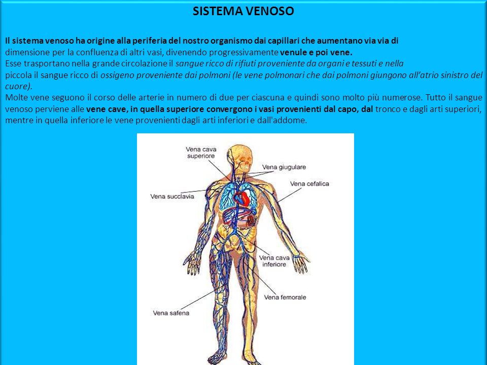 SISTEMA VENOSO Il sistema venoso ha origine alla periferia del nostro organismo dai capillari che aumentano via via di.