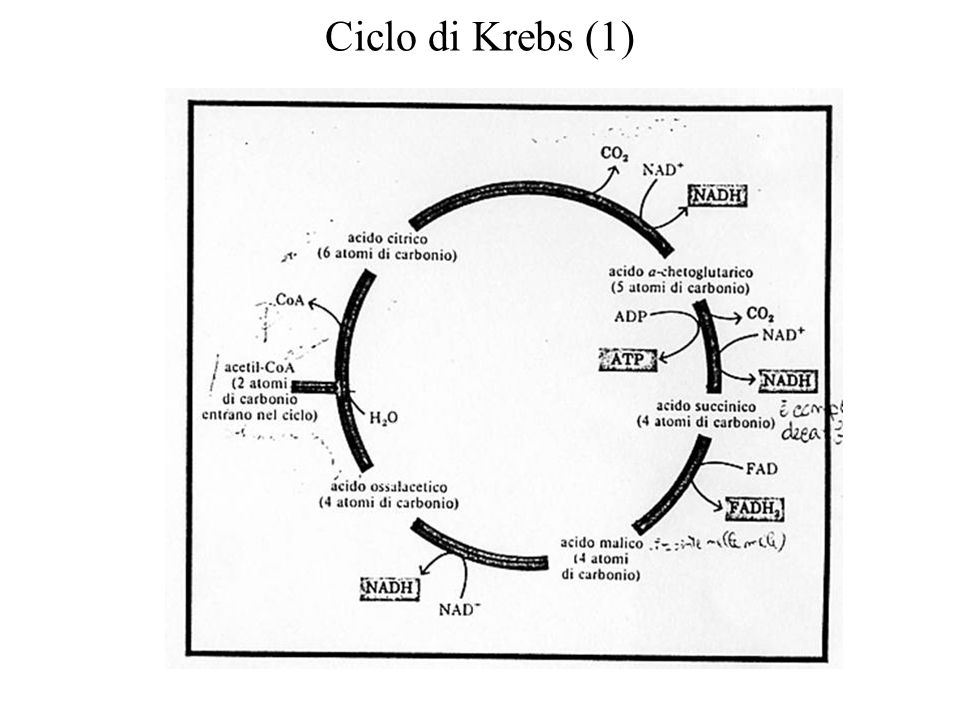 Ciclo di Krebs (1)