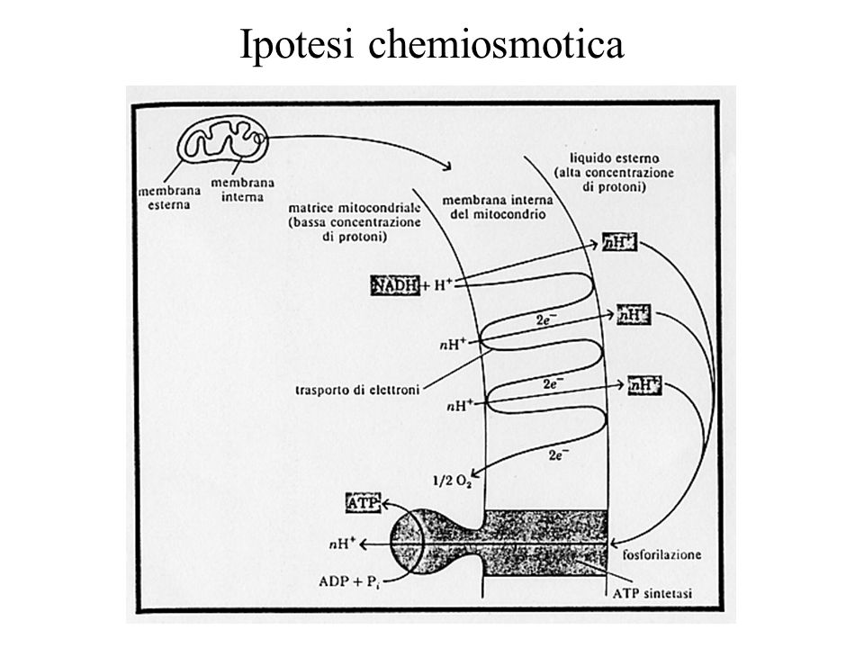 Ipotesi chemiosmotica