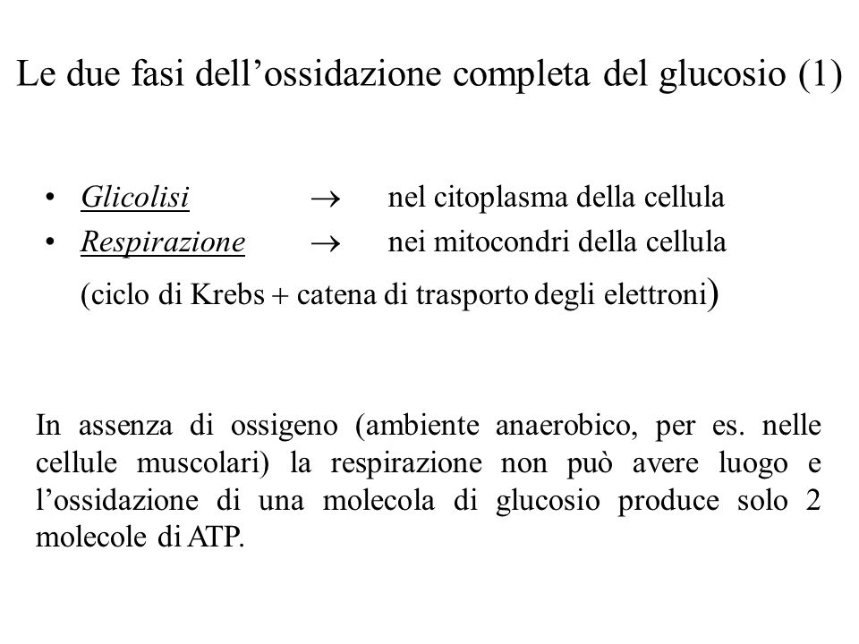Le due fasi dell’ossidazione completa del glucosio (1)