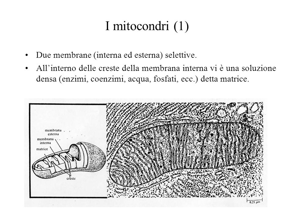 I mitocondri (1) Due membrane (interna ed esterna) selettive.