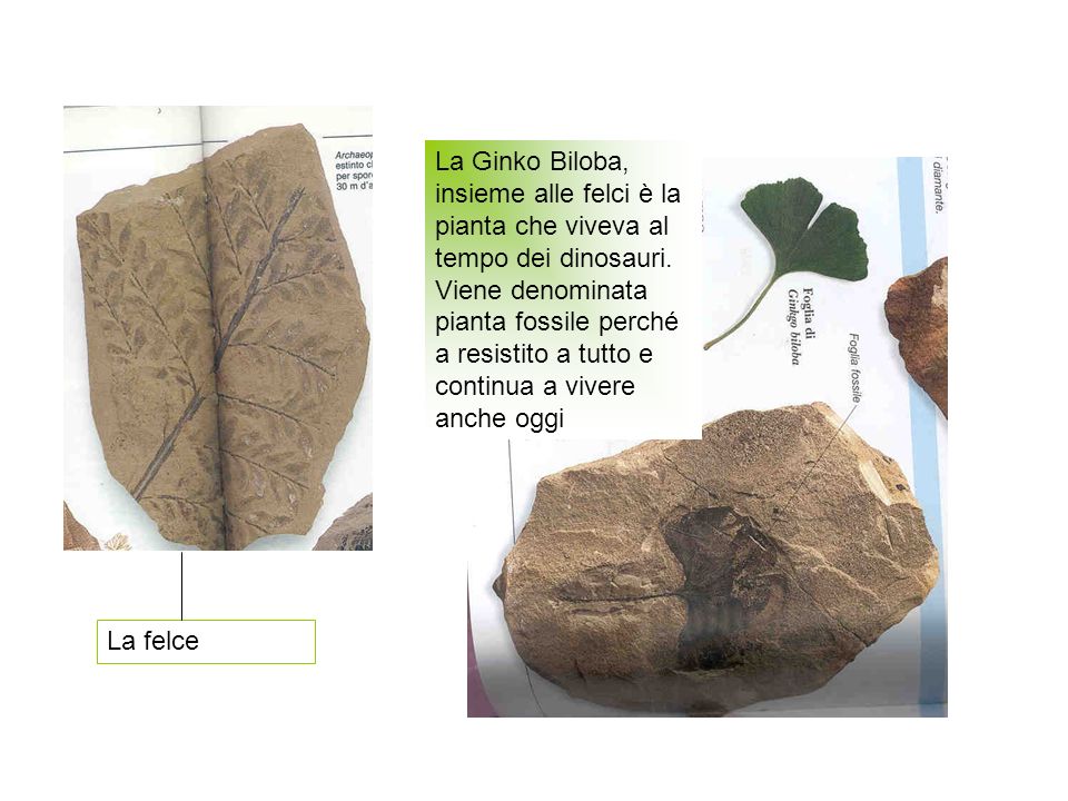 La Ginko Biloba, insieme alle felci è la pianta che viveva al tempo dei dinosauri. Viene denominata pianta fossile perché a resistito a tutto e continua a vivere anche oggi