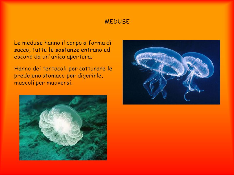 MEDUSE Le meduse hanno il corpo a forma di sacco, tutte le sostanze entrano ed escono da un’ unica apertura.