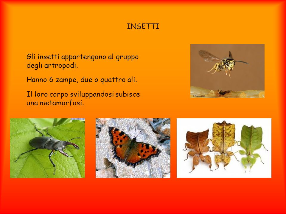 INSETTI Gli insetti appartengono al gruppo degli artropodi. Hanno 6 zampe, due o quattro ali.