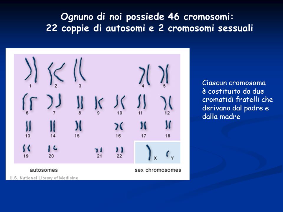 Ognuno di noi possiede 46 cromosomi: