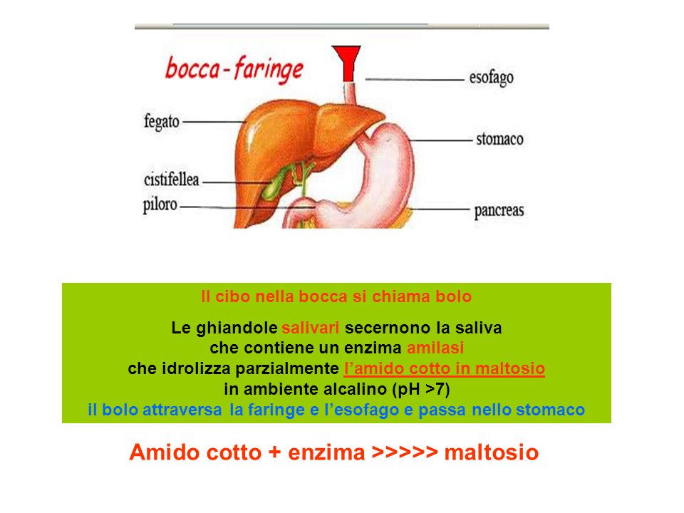Amido cotto + enzima >>>>> maltosio