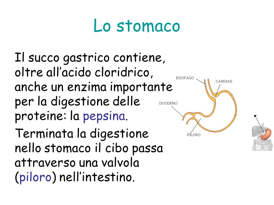 Lo stomaco Il succo gastrico contiene, oltre all’acido cloridrico, anche un enzima importante per la digestione delle proteine: la pepsina.