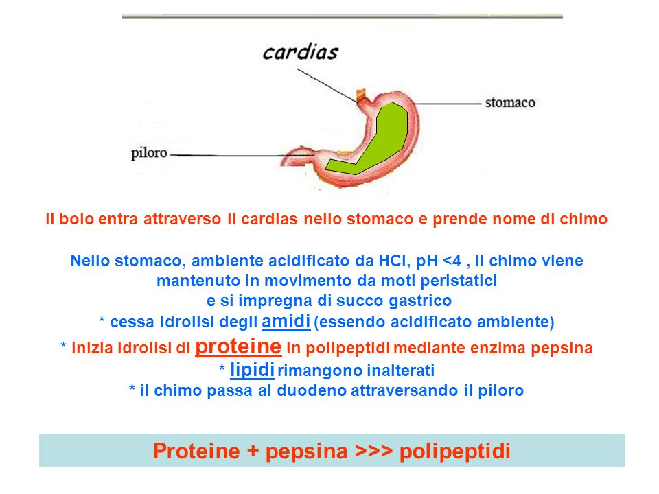 Proteine + pepsina >>> polipeptidi