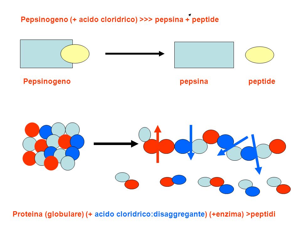 Pepsinogeno (+ acido cloridrico) >>> pepsina + peptide