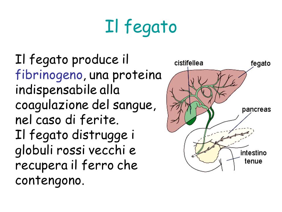 Il fegato Il fegato produce il fibrinogeno, una proteina indispensabile alla coagulazione del sangue, nel caso di ferite.