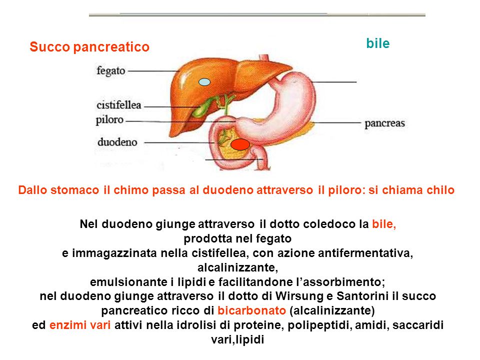 bile Succo pancreatico