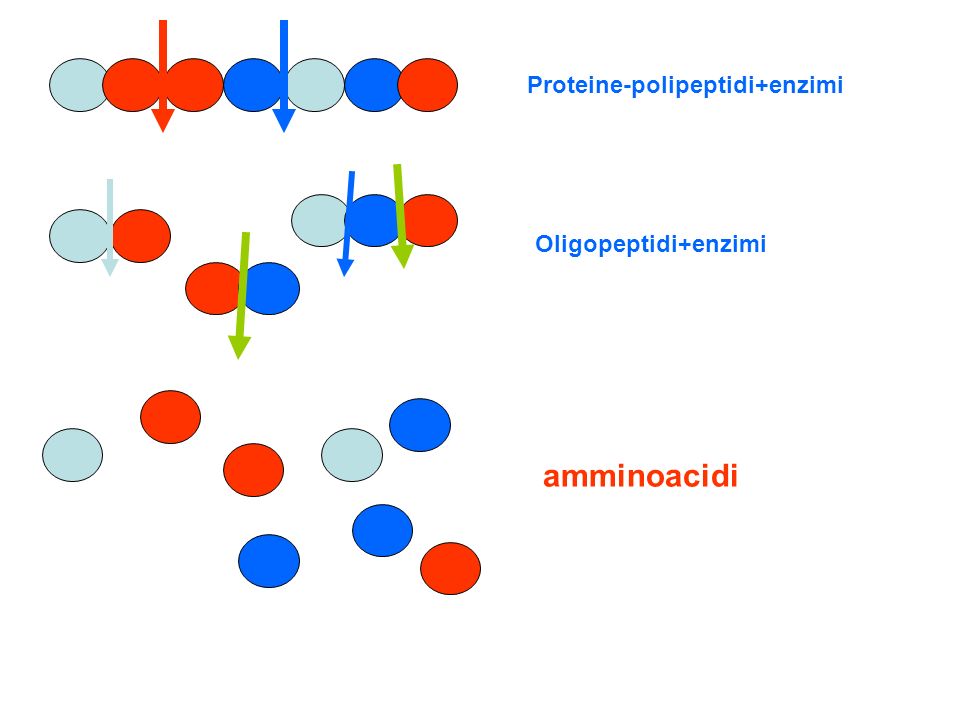 Proteine-polipeptidi+enzimi