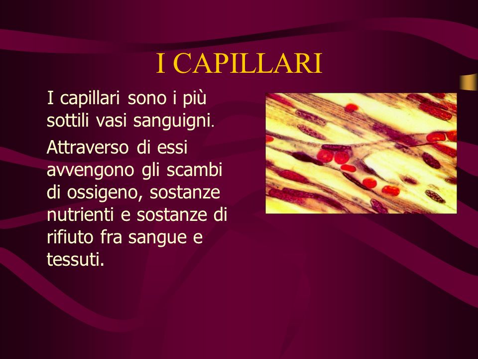 I CAPILLARI I capillari sono i più sottili vasi sanguigni.