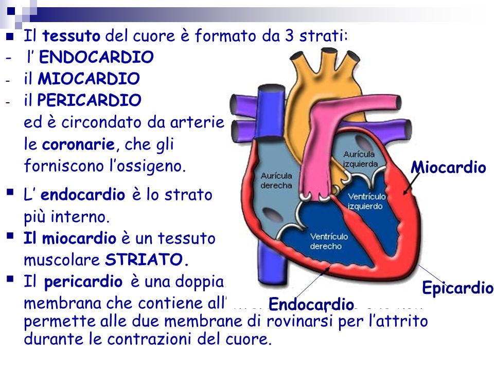 Il tessuto del cuore è formato da 3 strati: