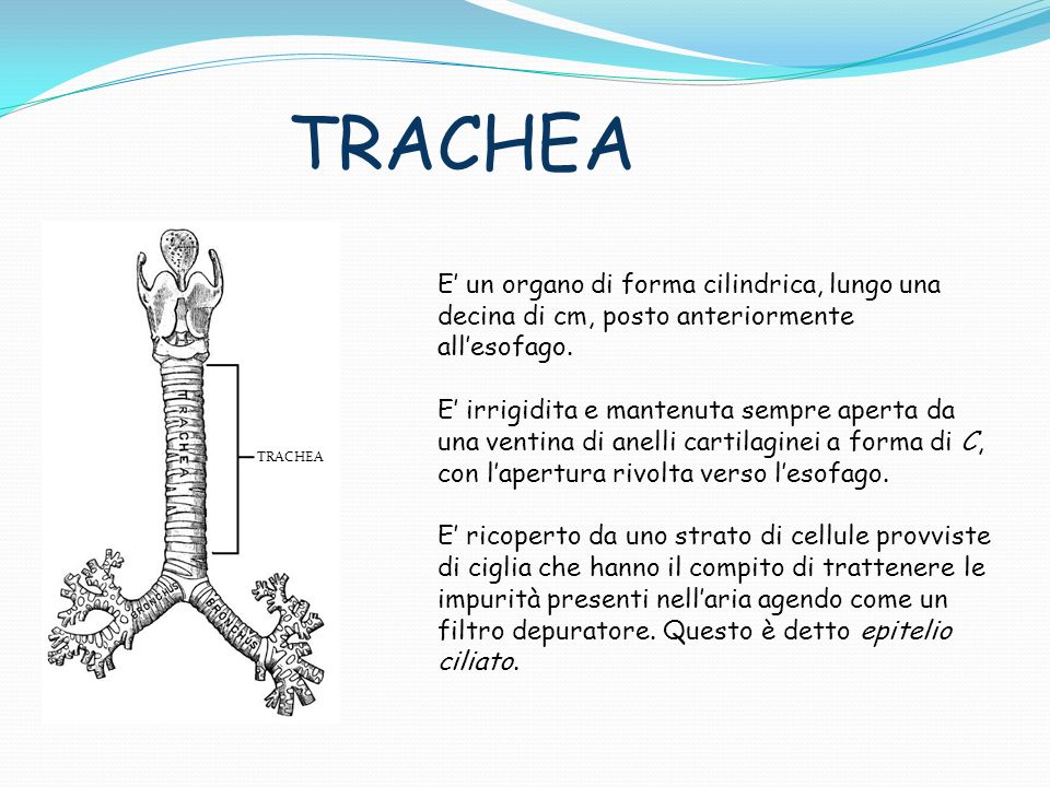 TRACHEA E’ un organo di forma cilindrica, lungo una decina di cm, posto anteriormente all’esofago.