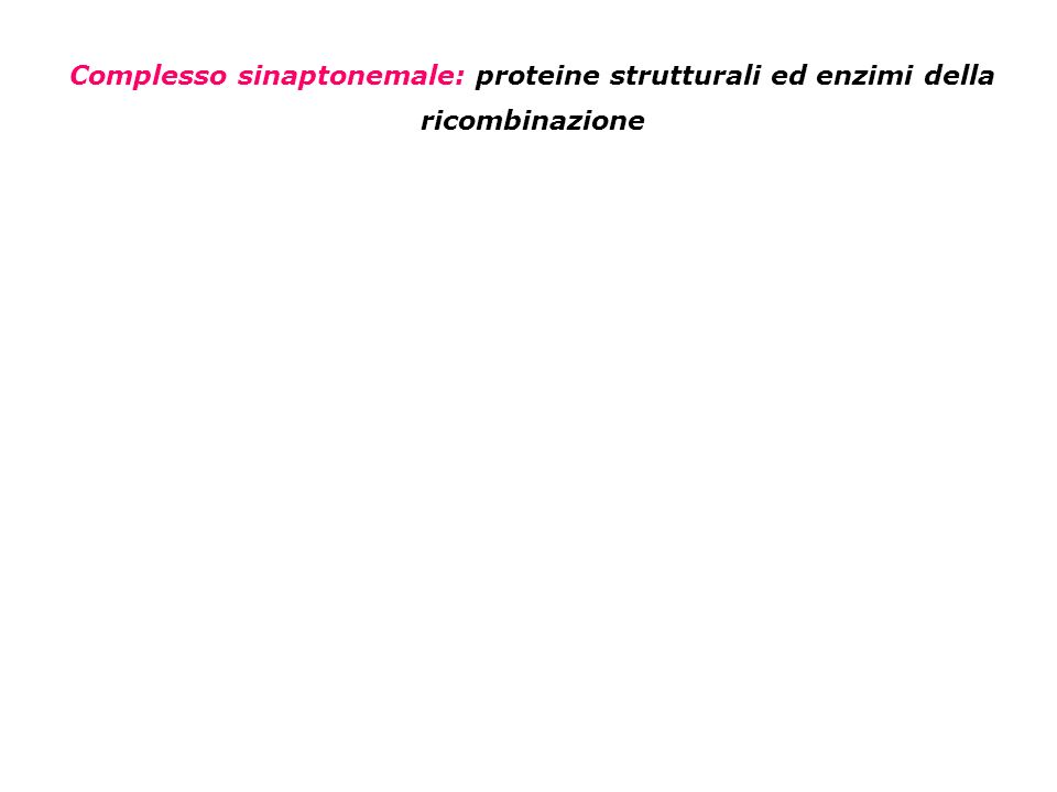 Complesso sinaptonemale: proteine strutturali ed enzimi della ricombinazione