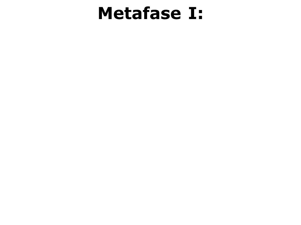 Metafase I: