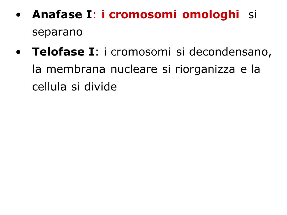 Anafase I: i cromosomi omologhi si separano