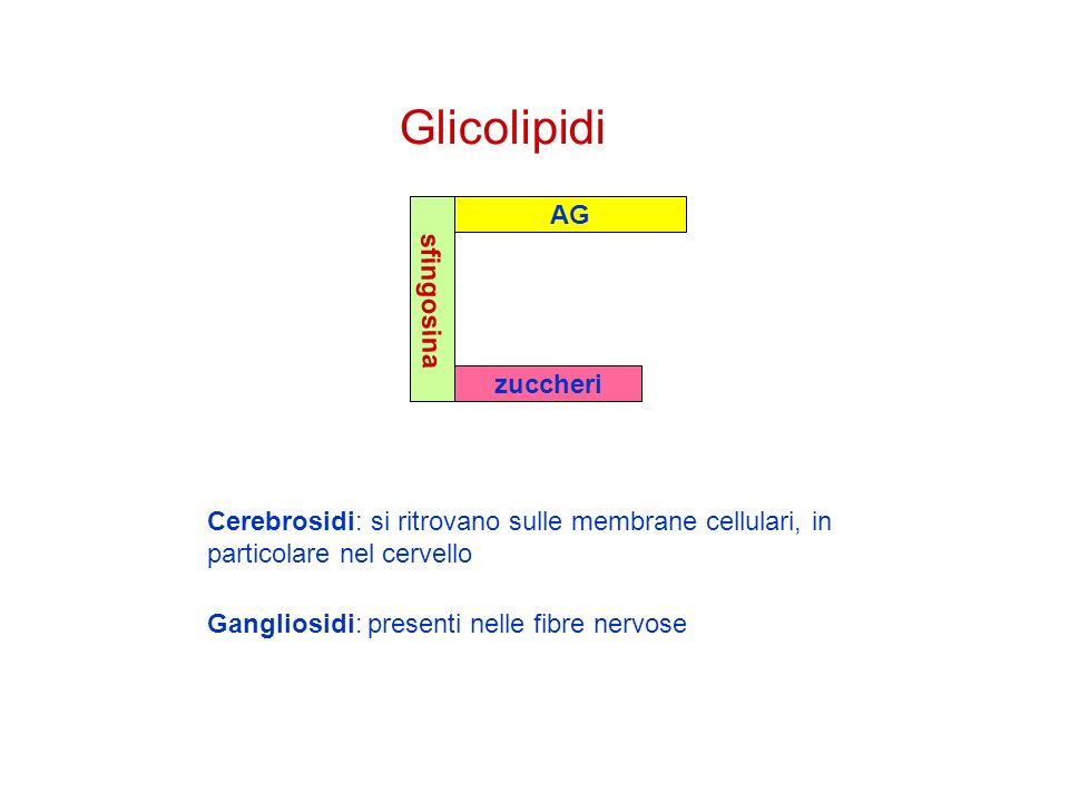 Glicolipidi AG sfingosina zuccheri