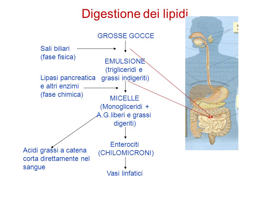 Digestione dei lipidi GROSSE GOCCE Sali biliari (fase fisica)