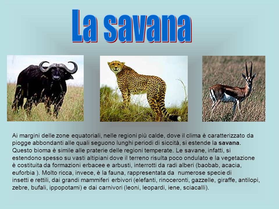 La savana Ai margini delle zone equatoriali, nelle regioni più calde, dove il clima è caratterizzato da.