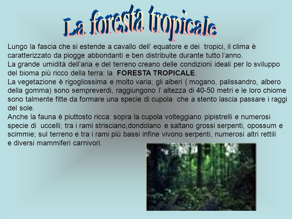 La foresta tropicale Lungo la fascia che si estende a cavallo dell’ equatore e dei tropici, il clima è.
